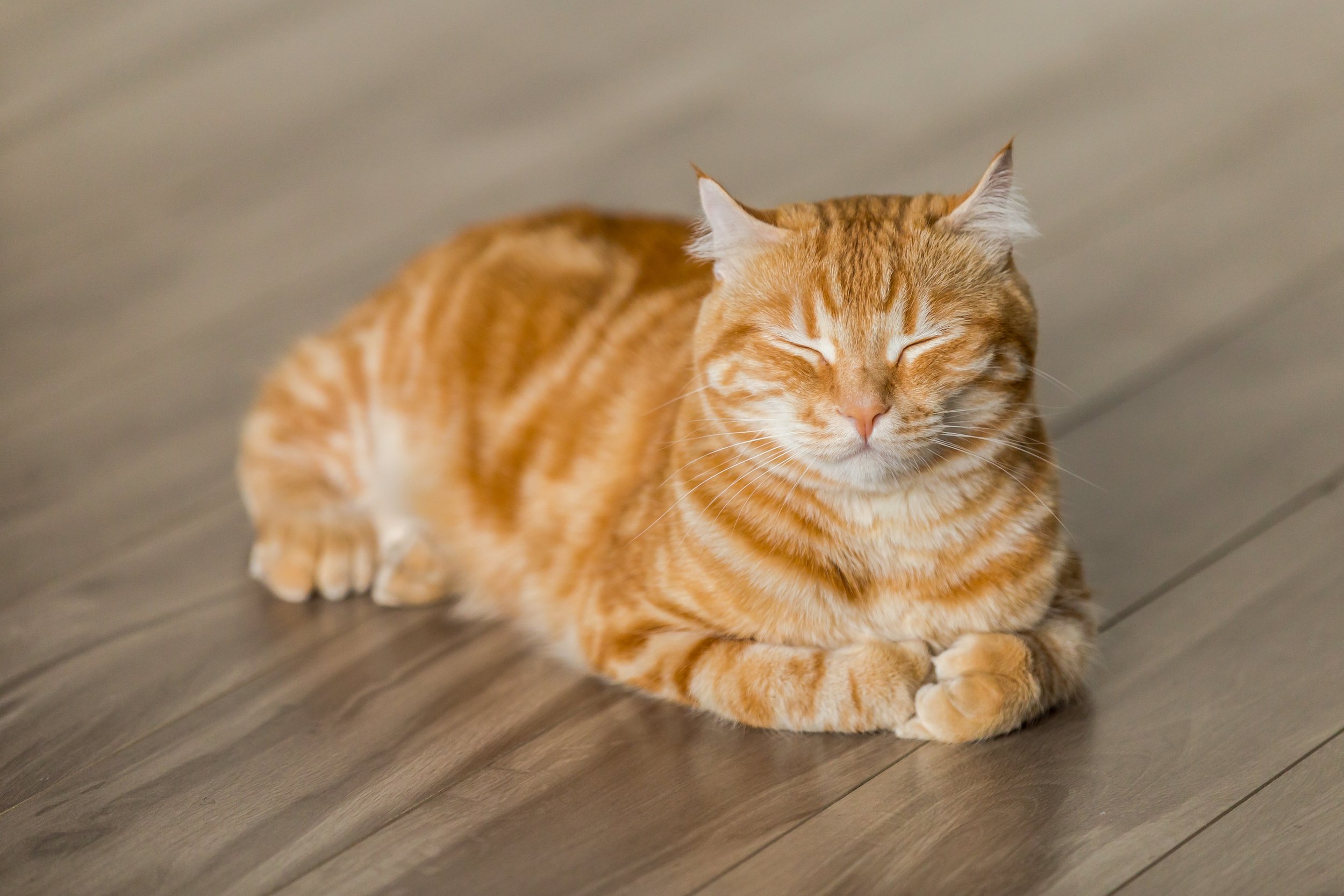 orange cat laying down with eyes closed