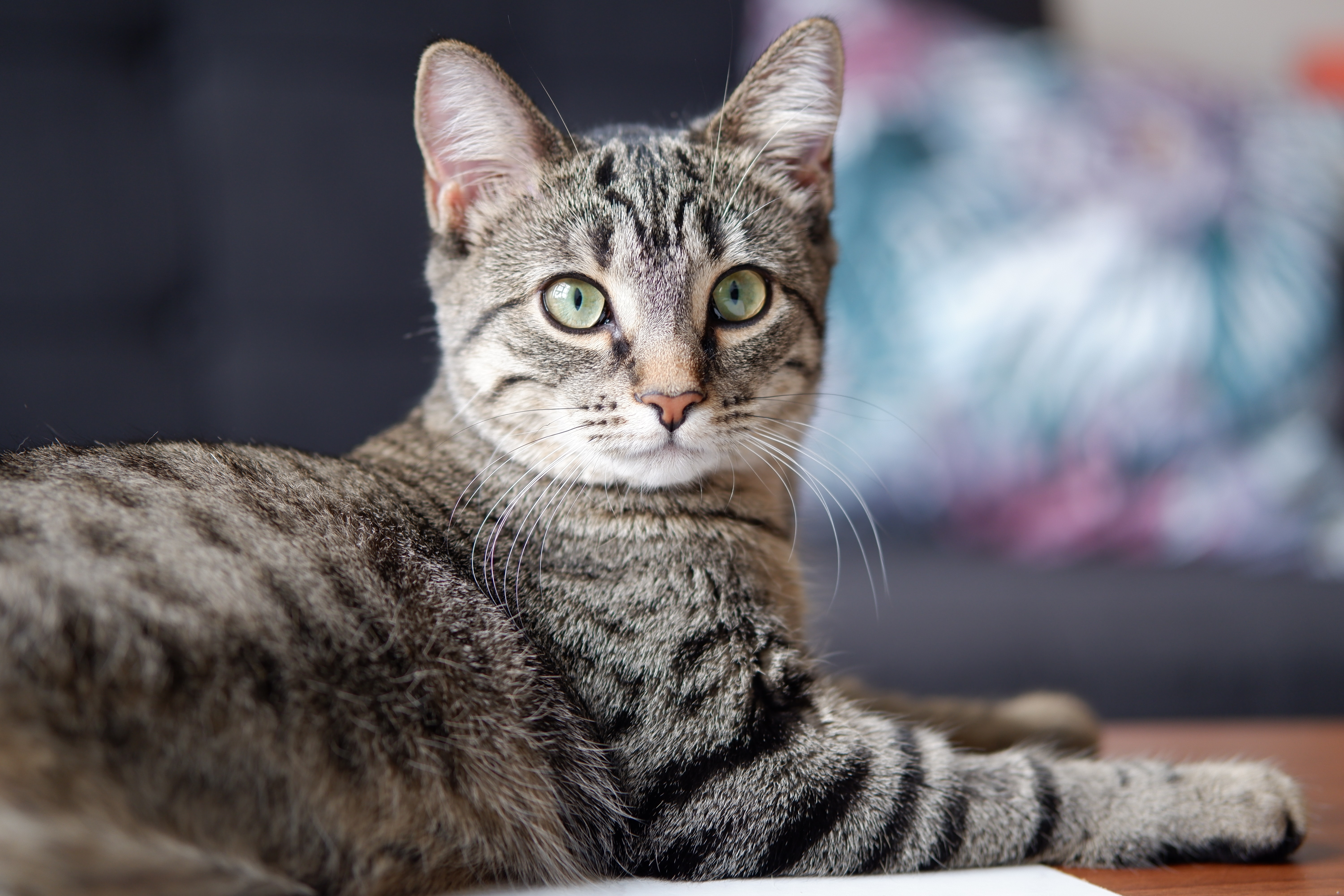 tabby cat looking at camera and laying down